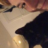 Picture of cat lost at Bellac