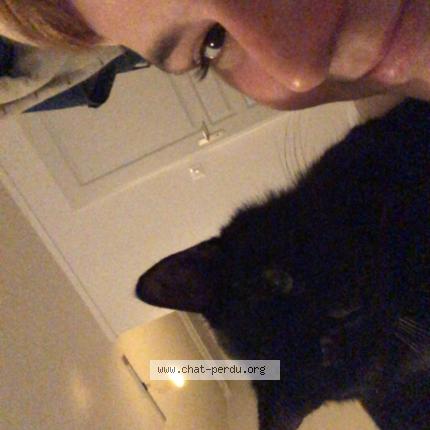 Photo 1/1 Aiko Chat lost in Bellac