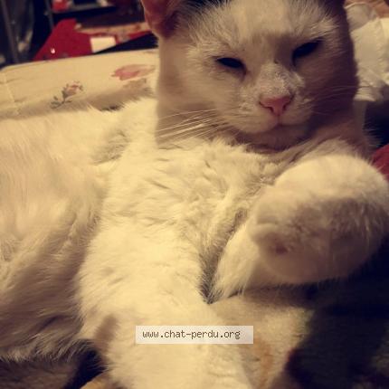 Photo 1/2 Kitty Chat lost in Montmagny