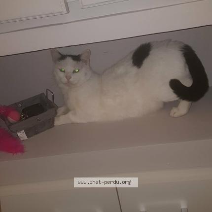 Photo 2/2 Kitty Chat lost in Montmagny