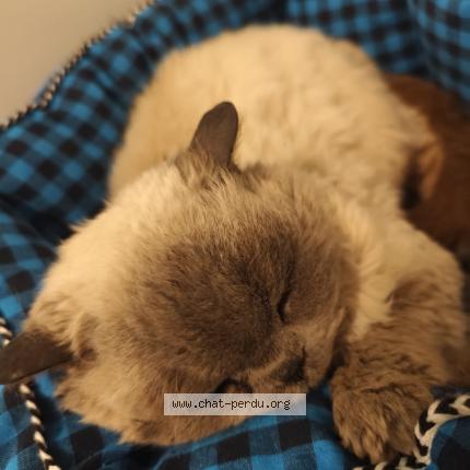 Photo 1/1 Biscotte Chat lost in Pontault combault