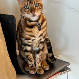 Picture of cat lost at Embourg