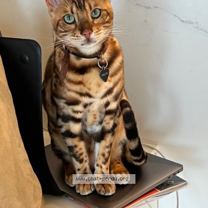 Photo 1/1 Ralph Chat lost in Embourg