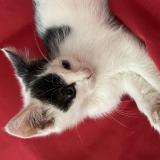 Picture of cat lost at Ernee