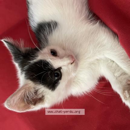 Photo 1/1 Niro Chat lost in Ernee