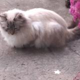 Picture of cat found at La Terrasse