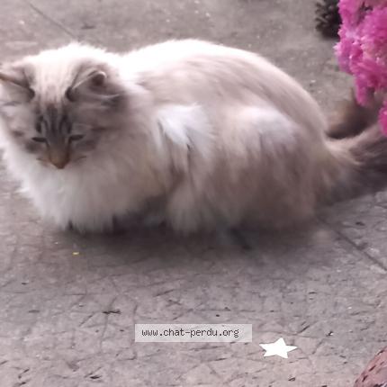 Photo 1/3 Found cat Found in La terrasse