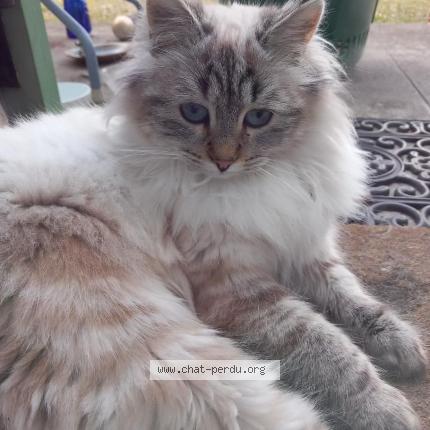 Photo 2/3 Found cat Found in La terrasse