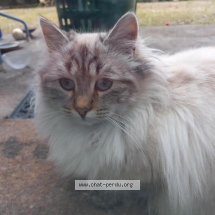 Photo 3/3 Found cat Found in La terrasse