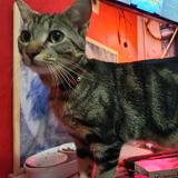 Picture of cat lost at Saint Hilaire De Riez