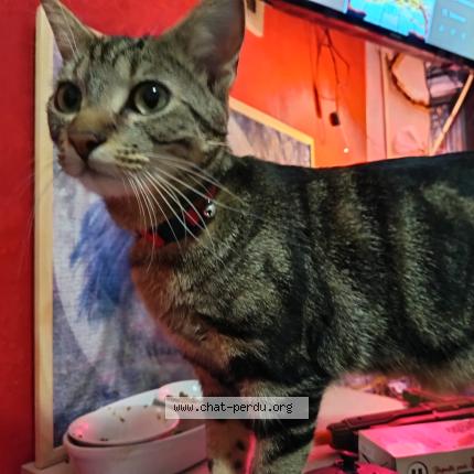 Photo 1/1 florence groux Chat lost in Saint hilaire de riez