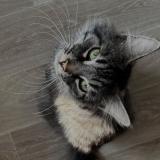 Picture of cat lost at Bethune