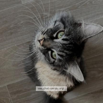 Photo 1/1 Garcon Chat lost in Bethune