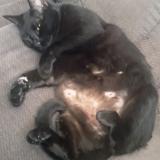 Picture of cat lost at Gilmer