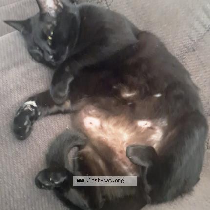 Photo 1/1 Little Jack Chat lost in Gilmer