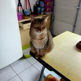 Picture of cat lost at Novillars