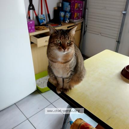 Photo 1/1 mlml Chat lost in Novillars