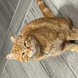 Picture of cat lost at La Bresse