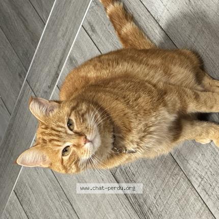 Photo 1/1 Mirou Chat lost in La bresse