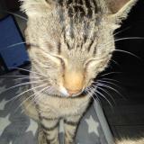 Picture of cat lost at Beaumont De Lomagne