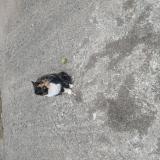 Picture of cat lost at Novillars