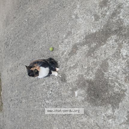 Photo 1/1 Caline Chat lost in Novillars