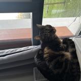 Picture of cat lost at Bayonne