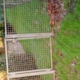 Picture of cat found at Saint Malo