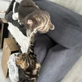 Picture of cat lost at Pabu