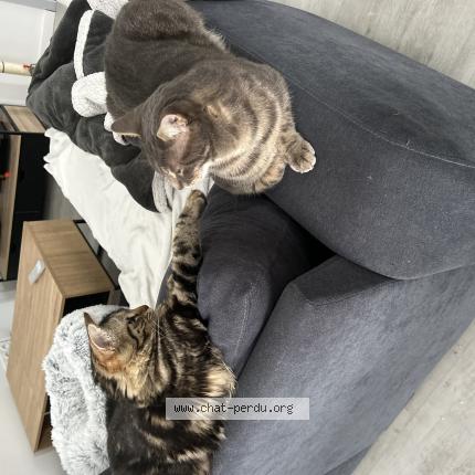 Photo 1/1 Simba Chat lost in Pabu