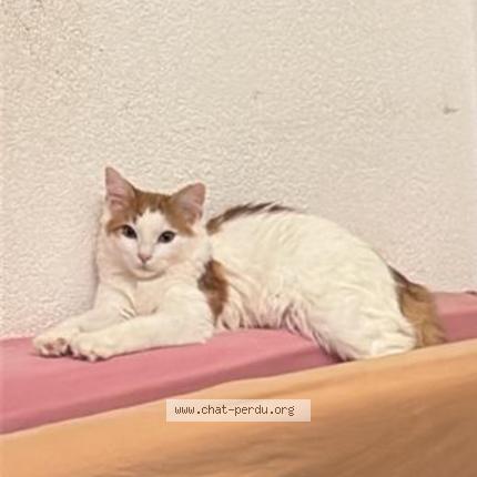 Photo 1/1 Ace Chat lost in Yverdon les bains
