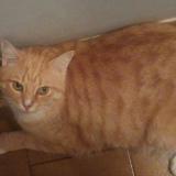 Picture of cat lost at Ventabren