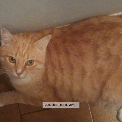 Photo 1/1 Rio Chat lost in Ventabren