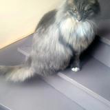 Picture of cat lost at Villeneuve D Ascq