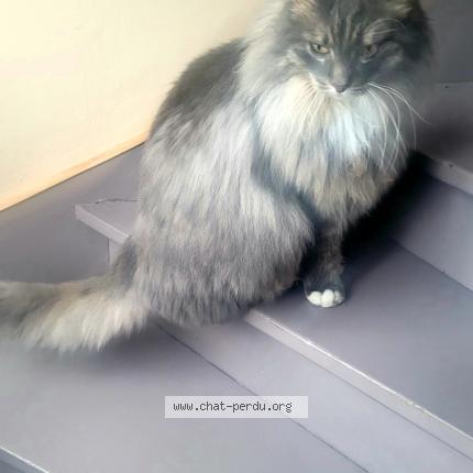 Photo 1/1 Obi Chat lost in Villeneuve d ascq