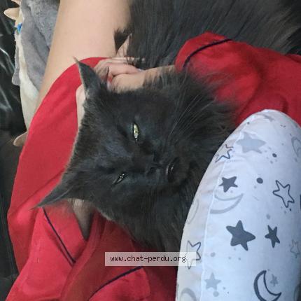 Photo 1/1 Simba Chat lost in Gildwiller