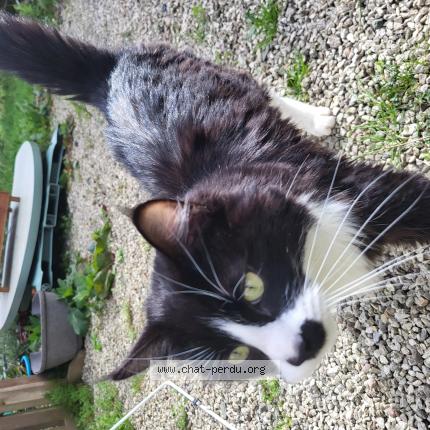 Photo 1/1 Found cat Found in Pedernec