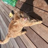 Picture of cat found at Villaz