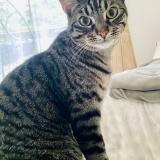 Picture of cat lost at Lons