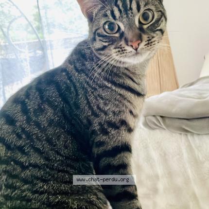 Photo 1/1 Twix Chat lost in Lons