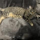 Picture of cat lost at Perpignan