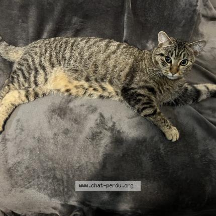 Photo 1/1 Ratus Chat lost in Perpignan