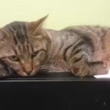 Picture of cat lost at Charnay Les Macon