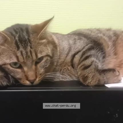 Photo 1/1 TOBY Chat lost in Charnay les macon