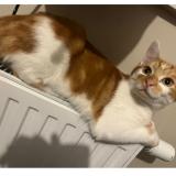 Picture of cat lost at Balma