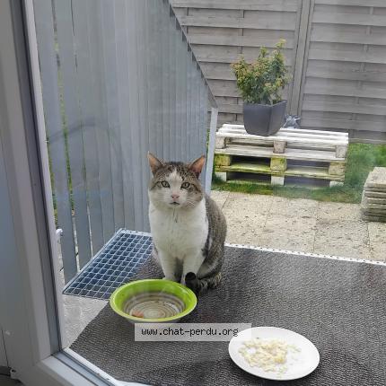 Photo 1/1 Found cat Found in Mulhouse
