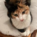 Picture of cat lost at Clermont L Herault