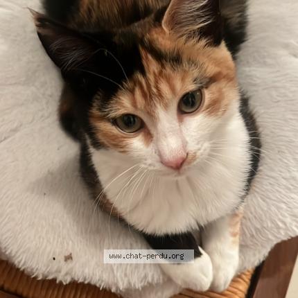 Photo 1/1 Diva Chat lost in Clermont l herault