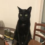 Picture of cat lost at Aix Les Bains