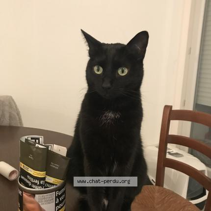 Photo 1/1 GUCCI Chat lost in Aix les bains